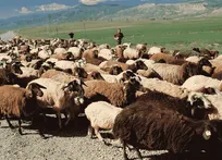 الزامات استفاده از روش‌های علمی برای پرورش گوسفندان دوقلوزا