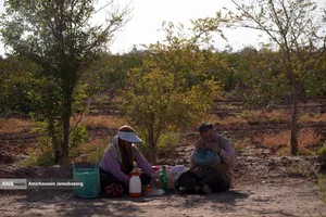 تولید برای محرومیت زدایی - باغ پسته