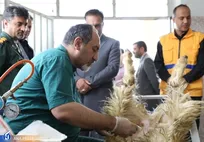 تولید رویان دام سبک به روش اووم‌پیک‌آپ برای نخستین بار