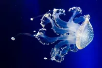 اکتشاف اعماق اقیانوس با عروس دریایی رباتیک