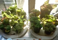 فیلم| تولید کود طبیعی برای افزایش بهره‌وری در کشاورزی