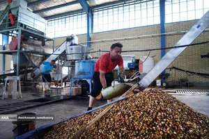 تولید برای محرومیت زدایی - باغ پسته