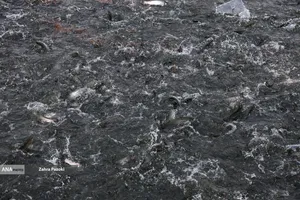 برداشت شب یلدایی ماهی قزل آلا