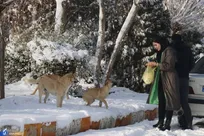 ردای سفید بر تن دانشگاه