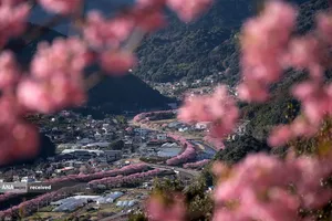 شکوفه&zwnj;های گیلاس در ژاپن