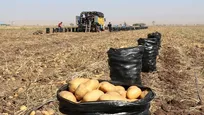 صادرات سیب زمینی به صورت مشروط مجاز شد