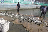 کسب درآمد‌ غیرشهریه‌ای با پرورش و تولید ماهی قزل‌آلا