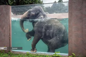 شنای یک فیل در استخری شیشه ای در پارک سافاری فوجی، در شهر سوسونو، استان شیزوئوکا، ژاپن