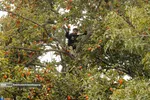 Persimmon harvest from Soulqan orchards in Kan district of Tehran happens in the season of fall, from the last days of October until the early days of January, depending on the weather conditions of the region.