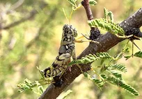 کشف گونه‌های جدید ملخ در مناطق بیابانی