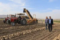 آغاز برداشت محصول از ۱۱ هکتار مزرعه تحقیقاتی دانشگاه آزاد مهاباد +فیلم