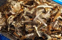 Fish bones turn plastic waste into valuable oil