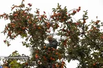 Persimmon harvest from Soulqan orchards in Kan district of Tehran happens in the season of fall, from the last days of October until the early days of January, depending on the weather conditions of the region.