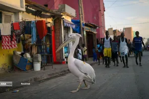 پلیکانی به نام نداگابار در سنت لوئیس، سنگال