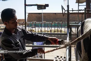 رفع محرومیت با تولید ملی - گاوداری