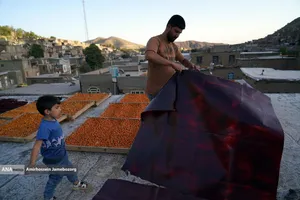 خُرو؛ پایتخت آلوی ایران