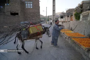 خُرو؛ پایتخت آلوی ایران