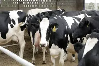 کانون‌های تب برفکی در کشور کاهشی شد