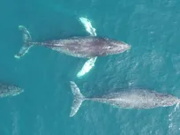 تغییر اقلیم و مرگ‌های غیرمنتظره نهنگ‌های دارای بالن