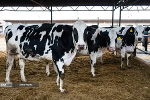 خودکفایی در تولید شیر