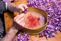 صادرات ۲۱۴ تن زعفران به ۷۱ کشور/ راهکار مقابله با سفته‌بازی و دلالی در بازار ایران چیست؟