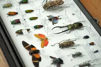 نگاهی نو به دنیای نهفته حشرات 