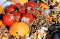 ضایعات کشاورزی ایران بالاتر از متوسط جهانی است