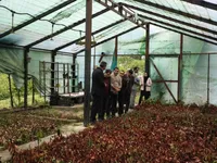 احیای گلخانه تولیدی دانشگاه آزاد نور با تکثیر ۵۰ هزار اصله قلمه