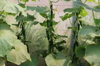 تأمین ۳۰ درصد نیاز بذر‌ گلخانه‌ای کشور توسط دانشگاه آزاد