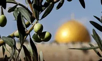 کشاورزان فلسطینی در جنوب الخلیل از برداشت زیتون منع شدند
