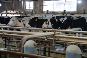 خودکفایی در تولید شیر