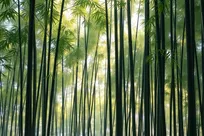 «بامبو» به‌عنوان یک ابرغذای قدرتمند جدید مطرح می‌شود