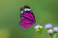 پروانه‌ها با پای خود طعم‌های مختلف را می‌چشند! +فیلم