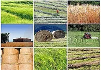 ظرفیت‌ پنهان استان‌ها؛ تشکل‌های تعاونی چگونه می‌توانند گنجینه‌های اقتصادی را فعال کنند؟