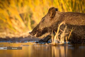 زندگی گراز وحشی در باتلاق&zwnj;های دلتای کوچاچای، در منطقه بورسا، ترکیه