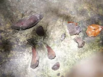 کشف گنجینه‌ای از فسیل‌های نادر در بستر یک رودخانه 