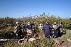 تولید برای محرومیت زدایی - باغ پسته