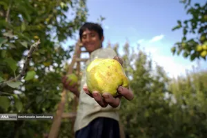 توانمندی اقتصادی برای رفع محرومیت - باغ گلابی