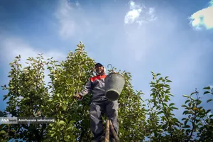 توانمندی اقتصادی برای رفع محرومیت - باغ گلابی