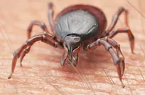 China identifies new tick-borne virus