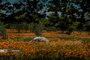 باغ گیاهشناسی ایران