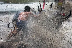 جشنواره مسابقه بوفالو سالانه چونبوری در استان چونبوری، تایلند