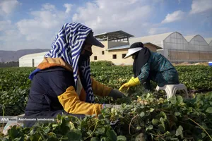 تولید ملی برای آبادانی مناطق محروم