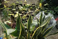 اجرای نخستین طرح کاربنیان در دانشگاه آزاد ارومیه