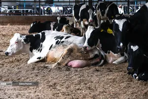 خودکفایی در تولید شیر