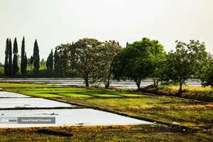 نشاکاری برنج در شالیزارهای مازندران