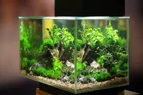 انواع آکواریوم؛   راهنمای جامع براساس نوع و اندازه 