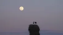 «خانه‌ای برای لک‌لک‌ها» آماده نمایش شد/  روایت سرنوشت مشترک انسان و پرنده در تالاب بیشه‌دالان
