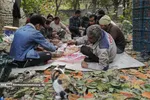 Persimmon harvest from Soulqan orchards in Kan district of Tehran happens in the season of fall, from the last days of October until the early days of January, depending on the weather conditions of the region.