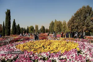 گل های داوودی